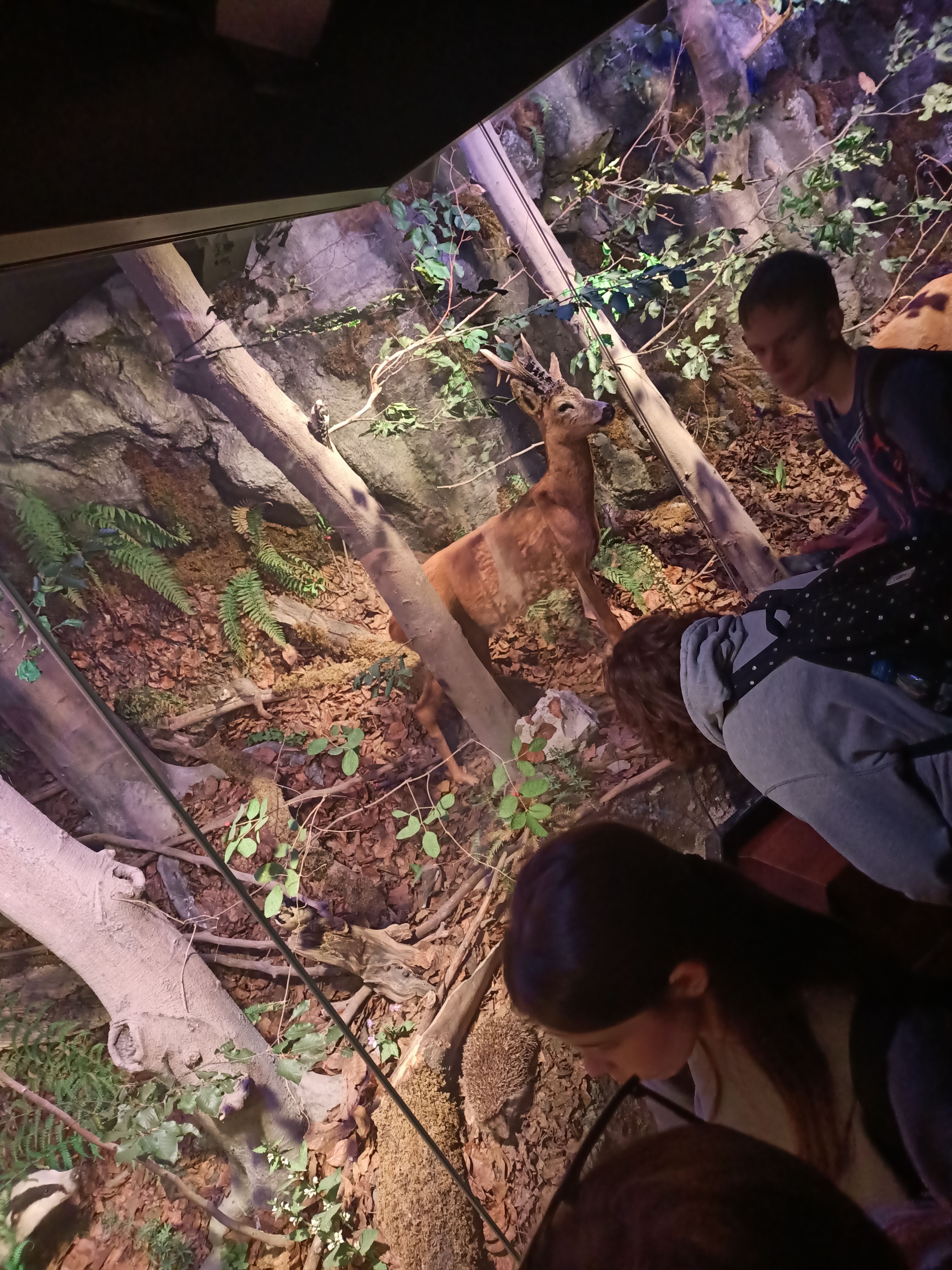 Uczniowie oglądają ekspozycje ze świata roślin i zwierząt w Ojcowskim Parku Narodowym